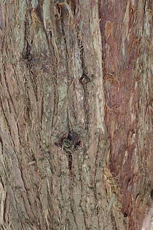 Thuja plicata \ Riesen-Lebensbaum / Western Red Cedar, Giant Western Arbor-Vitae, D Odenwald, Heiligkreuzsteinach 24.2.2019