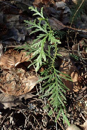Thuja plicata \ Riesen-Lebensbaum / Western Red Cedar, Giant Western Arbor-Vitae, D Odenwald, Heiligkreuzsteinach 24.2.2019