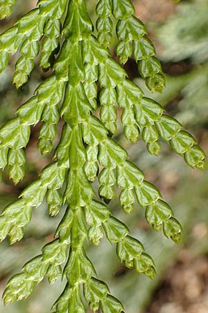 Thuja plicata \ Riesen-Lebensbaum / Western Red Cedar, Giant Western Arbor-Vitae, D Odenwald, Heiligkreuzsteinach 24.2.2019