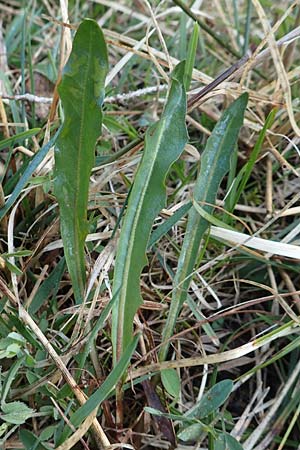 Taraxacum sect. Palustria ? \ Sumpf-L�wenzahn / Marsh Dandelion, D Garmisch-Partenkirchen 2.5.2019