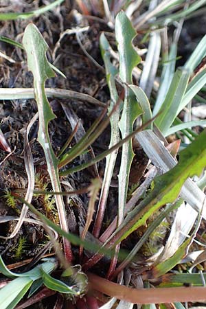 Taraxacum sect. Palustria ? \ Sumpf-L�wenzahn / Marsh Dandelion, D Garmisch-Partenkirchen 2.5.2019