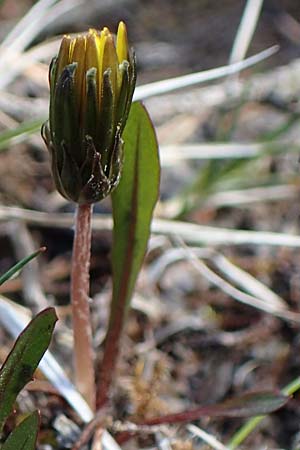 Taraxacum sect. Palustria ? \ Sumpf-L�wenzahn / Marsh Dandelion, D Garmisch-Partenkirchen 2.5.2019