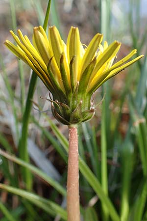 Taraxacum turfosum \ Torfmoos-L�wenzahn / Peat Dandelion, D Garmisch-Partenkirchen 2.5.2019