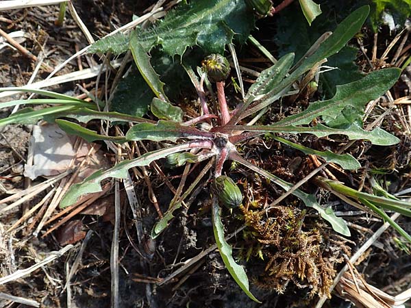 Taraxacum sect. Palustria ? \ Sumpf-L�wenzahn / Marsh Dandelion, D Garmisch-Partenkirchen 2.5.2019