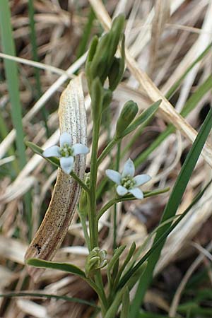 Thesium pyrenaicum \ Pyren�en-Bergflachs, Pyren�en-Leinblatt / Pyrenean Bastard Toadflax, D Mittenwald 2.5.2019
