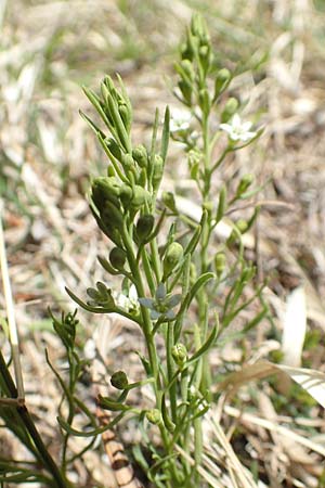 Thesium pyrenaicum \ Pyren�en-Bergflachs, Pyren�en-Leinblatt / Pyrenean Bastard Toadflax, D Mittenwald 2.5.2019