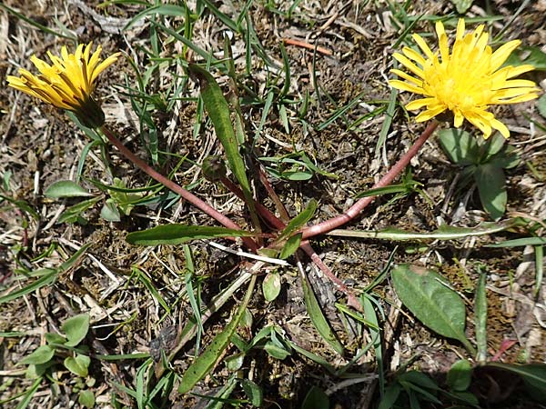 Taraxacum pauckertianum \ Pauckerts L�wenzahn / Pauckert's Dandelion, D Lenggries 2.5.2019