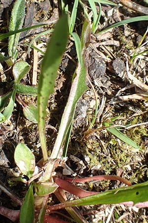 Taraxacum pauckertianum \ Pauckerts L�wenzahn / Pauckert's Dandelion, D Lenggries 2.5.2019