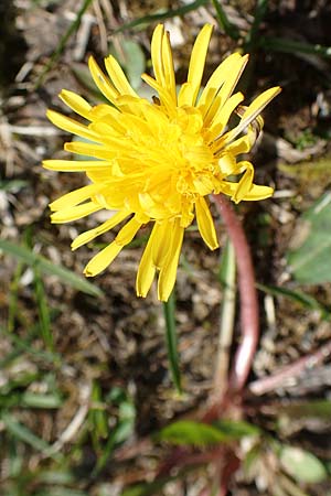 Taraxacum pauckertianum \ Pauckerts L�wenzahn / Pauckert's Dandelion, D Lenggries 2.5.2019