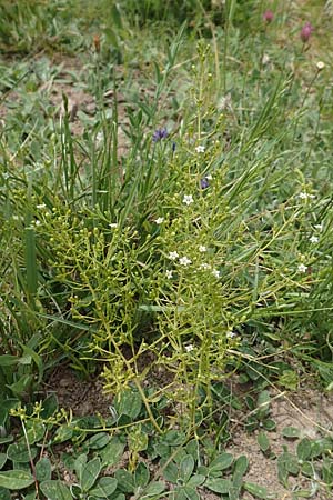 Thesium pyrenaicum \ Pyren�en-Bergflachs, Pyren�en-Leinblatt / Pyrenean Bastard Toadflax, D Schwarzwald/Black-Forest, Schiltach 22.5.2020