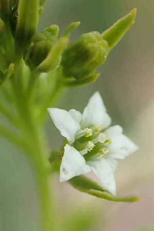 Thesium pyrenaicum \ Pyren�en-Bergflachs, Pyren�en-Leinblatt / Pyrenean Bastard Toadflax, D Schwarzwald/Black-Forest, Schiltach 22.5.2020