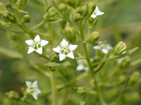 Thesium pyrenaicum \ Pyren�en-Bergflachs, Pyren�en-Leinblatt / Pyrenean Bastard Toadflax, D Schwarzwald/Black-Forest, Schiltach 22.5.2020