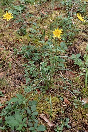 Tragopogon pratensis \ Gew�hnlicher Wiesen-Bocksbart / Meadow Salsify, Goat's-Beard, D Seeheim an der Bergstra&szlig;e 4.6.2020