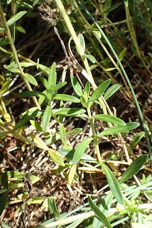 Thymus pannonicus \ Steppen-Thymian / Eurasian Thyme, D Odenwald, M&ouml;rlenbach 24.6.2020