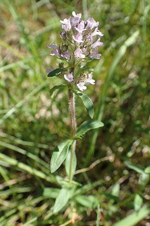 Thymus pannonicus \ Steppen-Thymian / Eurasian Thyme, D Odenwald, M&ouml;rlenbach 24.6.2020