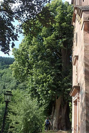 Tilia platyphyllos \ Sommer-Linde / Broad-Leaved Lime, D Schwarzwald/Black-Forest, Zell am Harmersbach - Kirnbach 21.7.2020