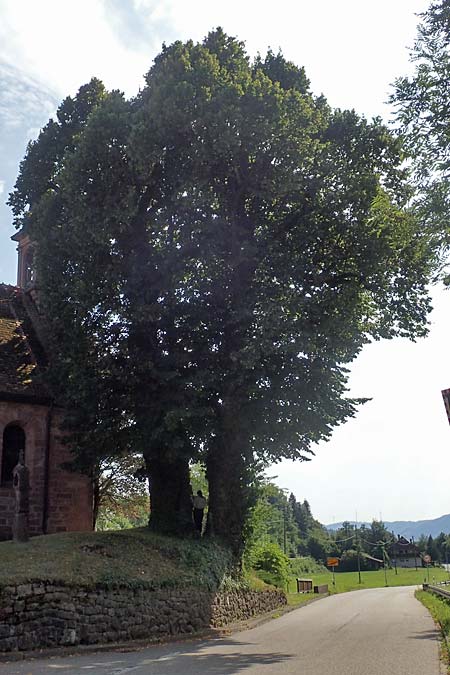 Tilia platyphyllos \ Sommer-Linde / Broad-Leaved Lime, D Schwarzwald/Black-Forest, Zell am Harmersbach - Kirnbach 21.7.2020