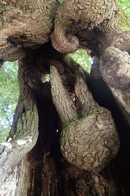 Tilia platyphyllos \ Sommer-Linde / Broad-Leaved Lime, D Schwarzwald/Black-Forest, Zell am Harmersbach - Kirnbach 21.7.2020