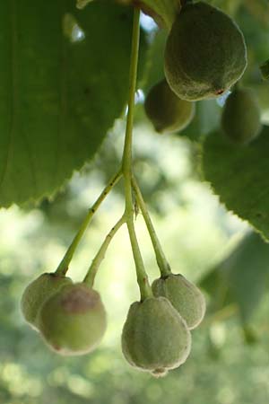 Tilia platyphyllos \ Sommer-Linde / Broad-Leaved Lime, D Schwarzwald/Black-Forest, Zell am Harmersbach - Kirnbach 21.7.2020