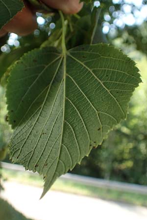 Tilia platyphyllos \ Sommer-Linde / Broad-Leaved Lime, D Schwarzwald/Black-Forest, Zell am Harmersbach - Kirnbach 21.7.2020