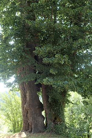 Tilia platyphyllos \ Sommer-Linde / Broad-Leaved Lime, D Schwarzwald/Black-Forest, Zell am Harmersbach - Kirnbach 21.7.2020