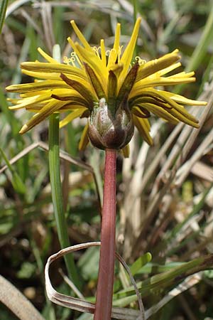 Taraxacum pauckertianum \ Pauckerts L�wenzahn / Pauckert's Dandelion, D Kehl 17.4.2021