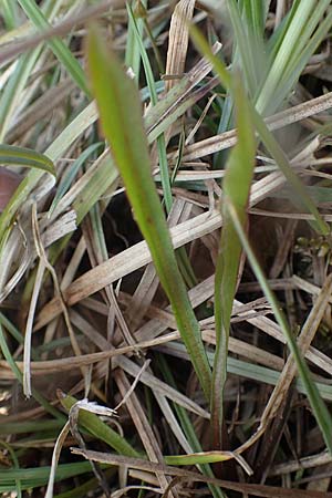 Taraxacum pauckertianum \ Pauckerts L�wenzahn / Pauckert's Dandelion, D Kehl 17.4.2021