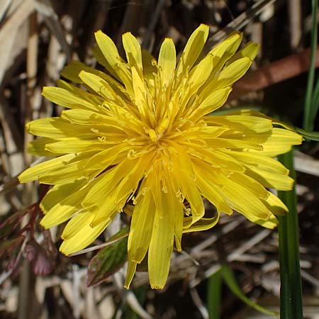 Taraxacum pauckertianum \ Pauckerts L�wenzahn / Pauckert's Dandelion, D Kehl 17.4.2021