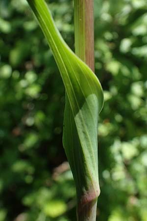 Tragopogon pratensis \ Gew�hnlicher Wiesen-Bocksbart / Meadow Salsify, Goat's-Beard, D Frankfurt-Bergen 29.5.2021