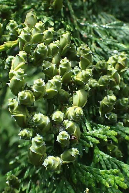 Thuja plicata \ Riesen-Lebensbaum / Western Red Cedar, Giant Western Arbor-Vitae, D Monschau 28.7.2023