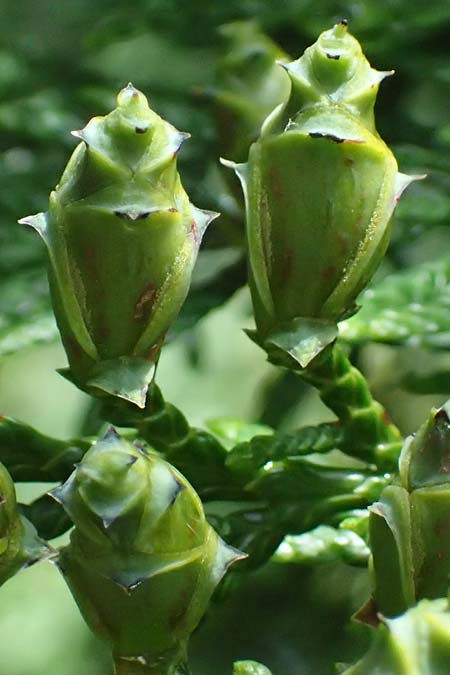 Thuja plicata \ Riesen-Lebensbaum / Western Red Cedar, Giant Western Arbor-Vitae, D Monschau 28.7.2023