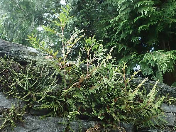 Thuja plicata \ Riesen-Lebensbaum / Western Red Cedar, Giant Western Arbor-Vitae, D Monschau 28.7.2023