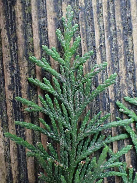 Thuja plicata \ Riesen-Lebensbaum / Western Red Cedar, Giant Western Arbor-Vitae, D Weinheim an der Bergstra&szlig;e 18.2.2024