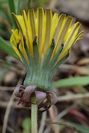 Taraxacum sp.aff. proximum \ Schwielen-L�wenzahn / Lesser Dandelion, D Mannheim 23.3.2024