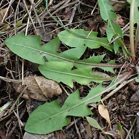 Taraxacum sp.aff. proximum \ Schwielen-L�wenzahn / Lesser Dandelion, D Mannheim 23.3.2024