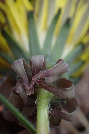 Taraxacum sp.aff. proximum \ Schwielen-L�wenzahn / Lesser Dandelion, D Mannheim 23.3.2024