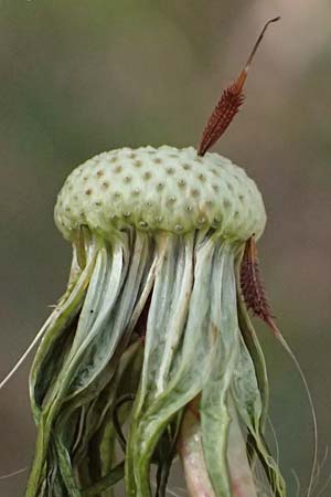 Taraxacum proximum \ Braunfr&uuml;chtiger L�wenzahn / Umber-Fruited Dandelion, D Schwetzingen 28.3.2024