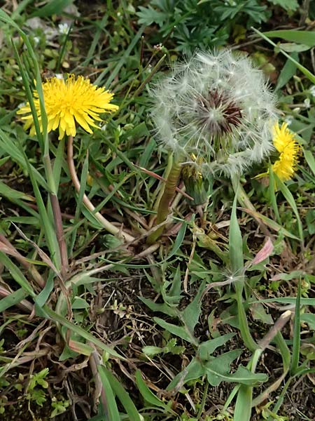 Taraxacum sp.aff. proximum \ Schwielen-L�wenzahn / Lesser Dandelion, D Mannheim 31.3.2024