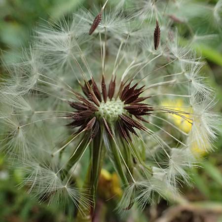 Taraxacum sp.aff. proximum \ Schwielen-L�wenzahn / Lesser Dandelion, D Mannheim 31.3.2024