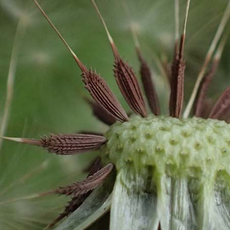 Taraxacum sp.aff. proximum \ Schwielen-L�wenzahn / Lesser Dandelion, D Mannheim 31.3.2024