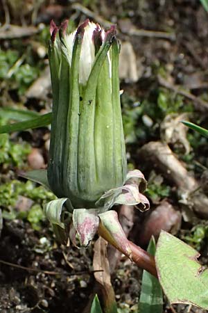 Taraxacum tenuidentatum \ D&uuml;nnz&auml;hniger Schwielen-L�wenzahn / Thin-Toothed Dandelion, D Karlsruhe 5.4.2024