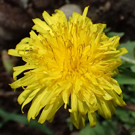 Taraxacum tenuidentatum \ D&uuml;nnz&auml;hniger Schwielen-L�wenzahn / Thin-Toothed Dandelion, D Karlsruhe 5.4.2024