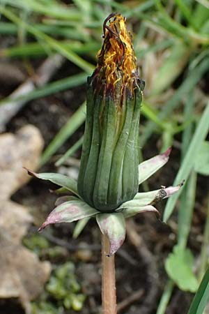 Taraxacum tenuidentatum \ D&uuml;nnz&auml;hniger Schwielen-L�wenzahn / Thin-Toothed Dandelion, D Karlsruhe 5.4.2024