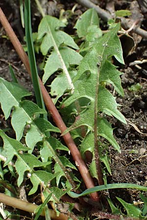 Taraxacum tenuidentatum \ D&uuml;nnz&auml;hniger Schwielen-L�wenzahn / Thin-Toothed Dandelion, D Karlsruhe 5.4.2024