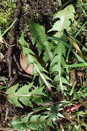 Taraxacum tenuidentatum \ D&uuml;nnz&auml;hniger Schwielen-L�wenzahn / Thin-Toothed Dandelion, D Karlsruhe 5.4.2024