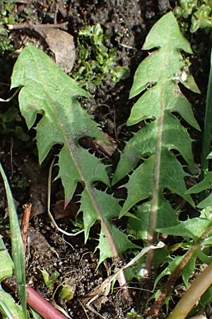 Taraxacum tenuidentatum \ D&uuml;nnz&auml;hniger Schwielen-L�wenzahn / Thin-Toothed Dandelion, D Karlsruhe 5.4.2024