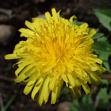 Taraxacum tenuidentatum \ D&uuml;nnz&auml;hniger Schwielen-L�wenzahn / Thin-Toothed Dandelion, D Karlsruhe 5.4.2024