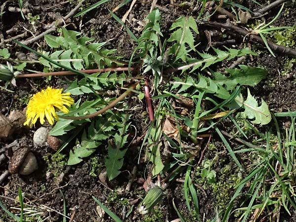 Taraxacum tenuidentatum \ D&uuml;nnz&auml;hniger Schwielen-L�wenzahn / Thin-Toothed Dandelion, D Karlsruhe 5.4.2024