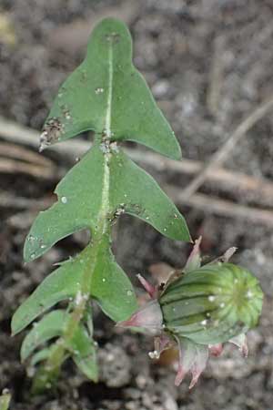 Taraxacum plumbeum agg. ? \ Fr�nkischer Schwielen-L�wenzahn / Franconian Lesser Dandelion, D Mannheim-Blumenau 7.4.2024