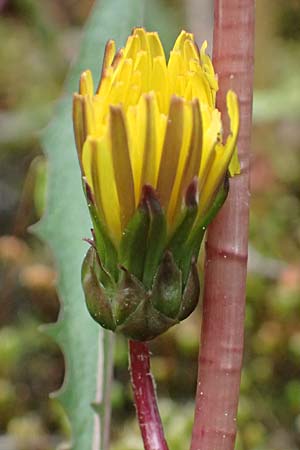 Taraxacum pollichii \ Pollichs L�wenzahn / Pollich's Dandelion, D  8.4.2024